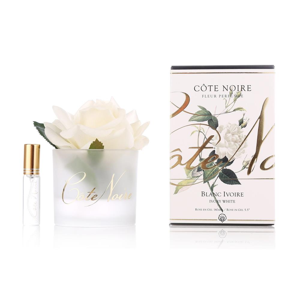 Parfémovaná ruža - Ivory White